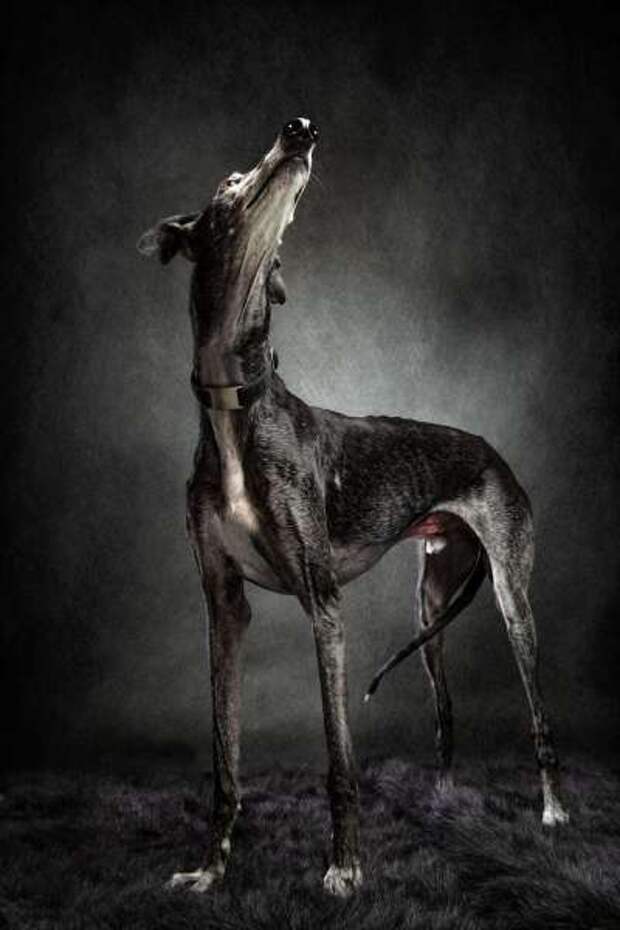 Прекрасные собаки с трагичной судьбой: борзые гальго из Испании