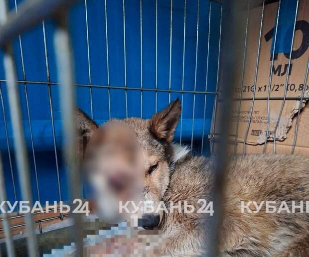 На Кубани живодер засунул собаку в мешок и избил ее железной трубой