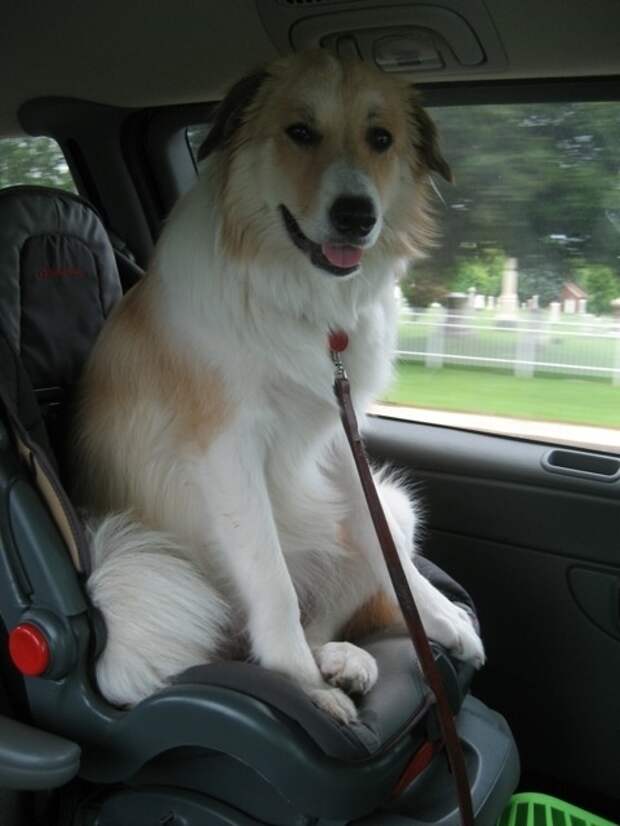 This dog who just wants to be a kid.