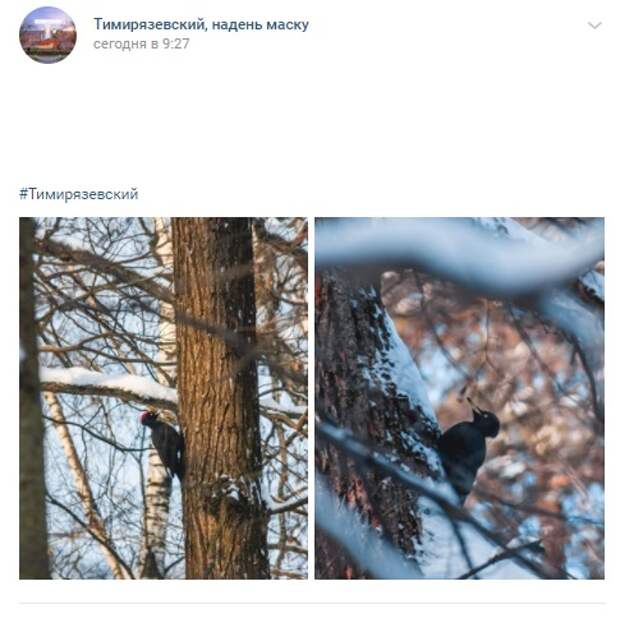 Фото дня: краснокнижного дятла заметили в Тимирязевском лесу
