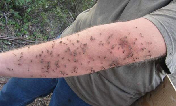 Знаете, почему комары кусают вас больше, чем других?