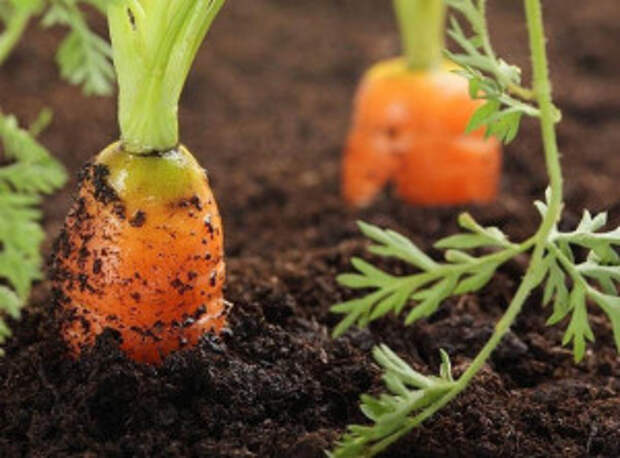 секреты выращивания моркрви