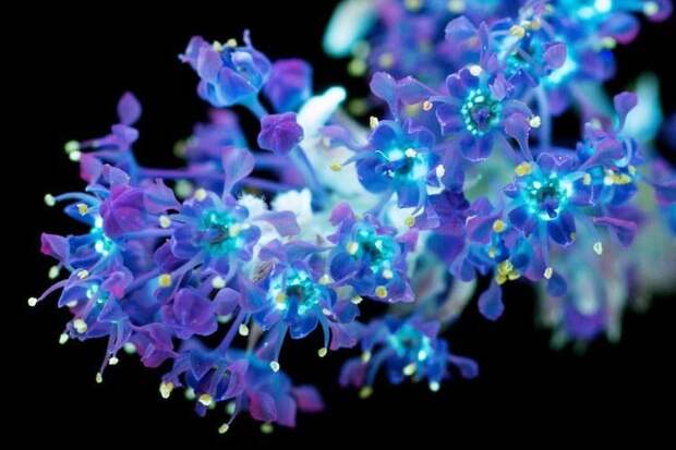 цветы флуоресценция, цветы в ультрафиолете, флуоресценция цветов, Крейг Берроуз