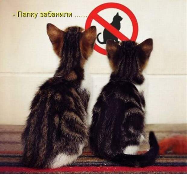 Весёлая котоматрица смех, фото