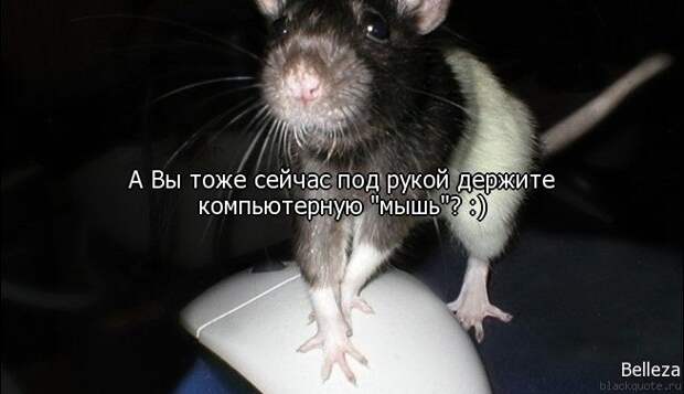 Прикольные цитаты в картинках (42 фото)