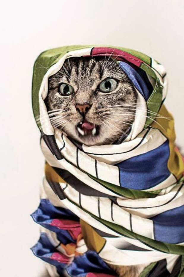 Восточная кошка. Восточная кошка.