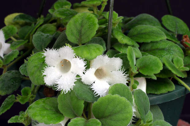 Альсобия – почвопокровное растение с нежными белыми цветками
