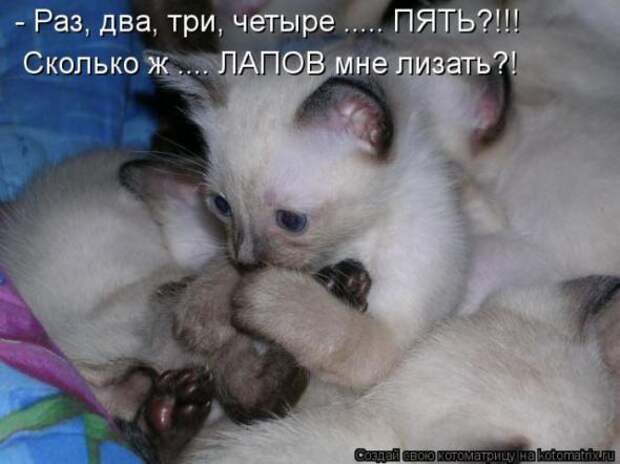 Котоматрицы (картинки с надписями)