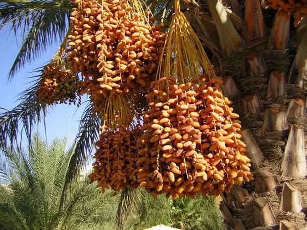 Самые сладкие продукты в мире