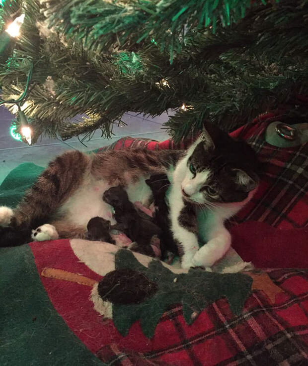 cat-gives-birth-under-christmas-tree-4