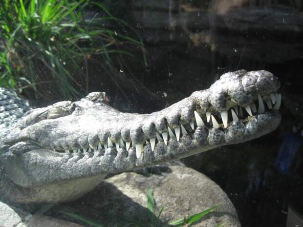 Оринокский крокодил (Crocodylus intermedius)  животные, интересно знать, крокодил, факты