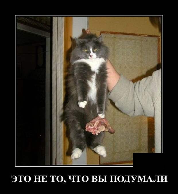 Демотиваторы (20 фото)