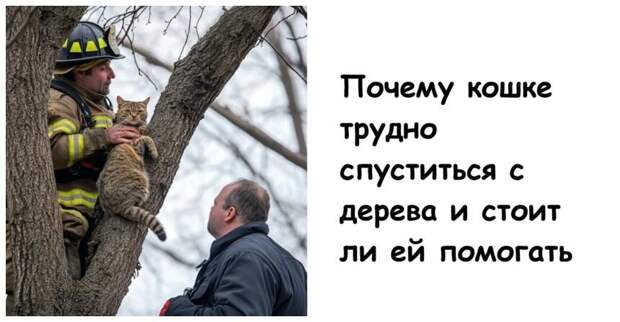 Почему кошке трудно спуститься с дерева и стоит ли ей помогать