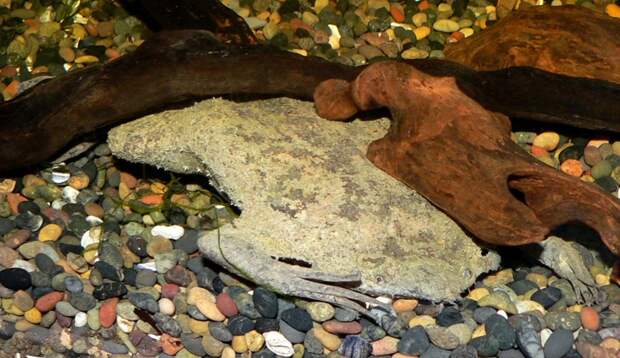Это просто находка природы: Необычная жаба Пипа суринамская, жаба