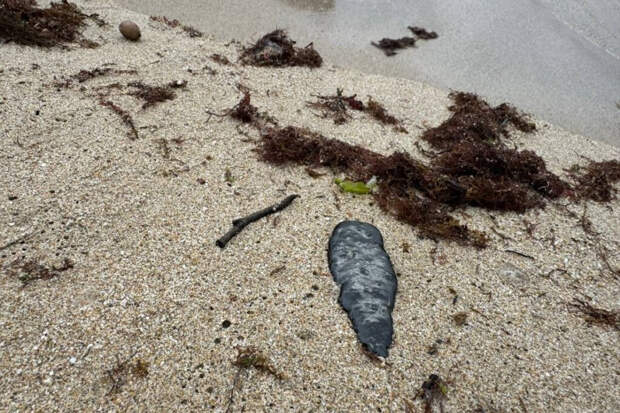 Более 200 погибших птиц нашли на побережье Анапы