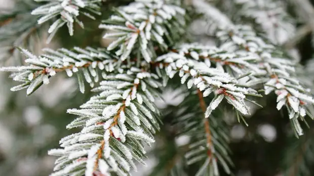 Синоптики предупредили о заморозках до -2 °С в Тюменской области