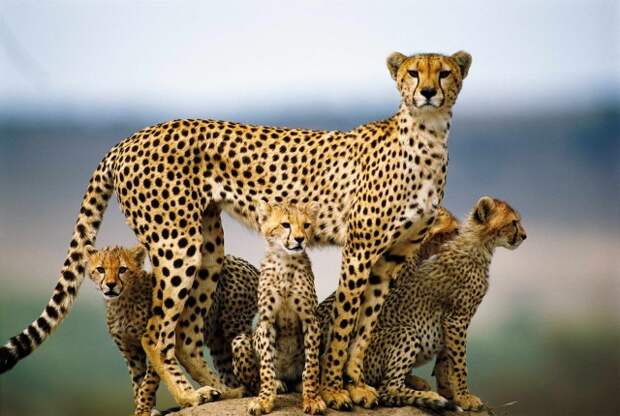Гепард: между кошкой и собакой гепард, Семейство кошачьих, Животные, Природа, фотография, длиннопост, собака