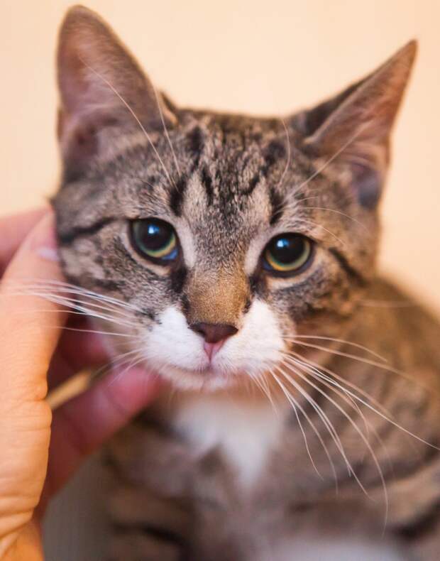 Обаятельный полосатик с необычно окрашенным носиком мечтает о родном доме!