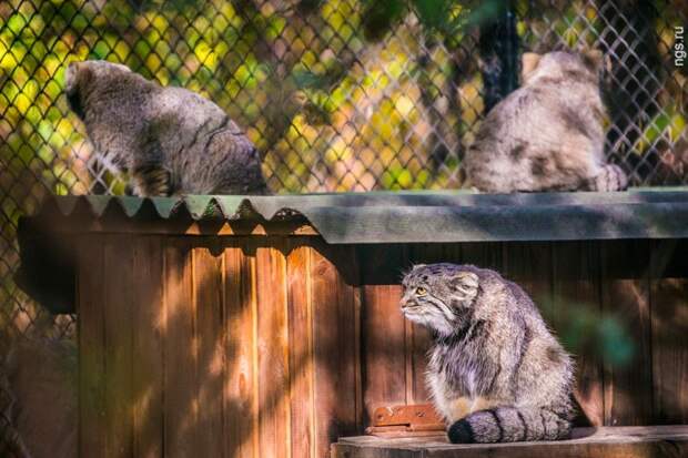 Суровые сибирские коты животные, коты