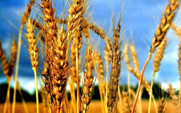Аграрное «чудо» России: санкции выбили РФ в мировые лидеры экспорта зерна
