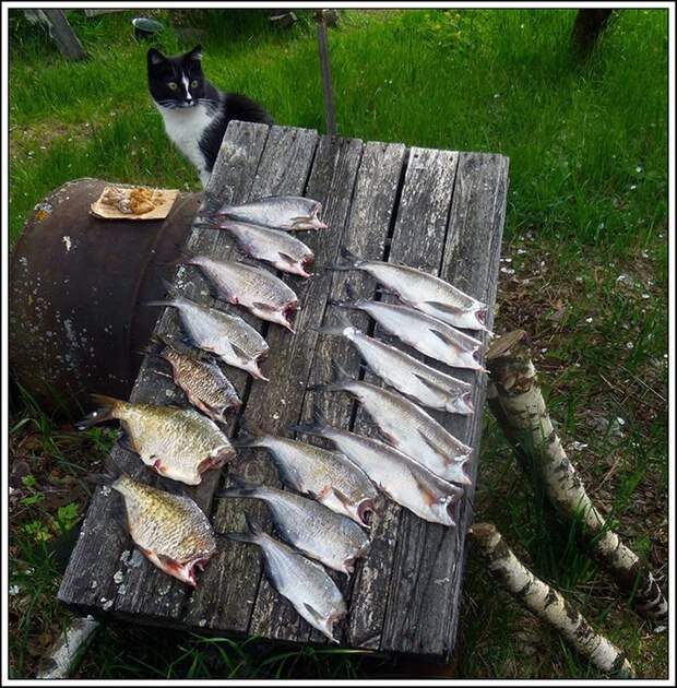 Приколы