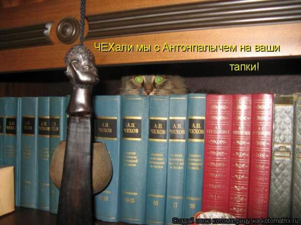 Лучшие котоматрицы недели (50 фото)