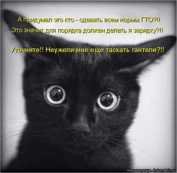 Лучшие котоматрицы недели (50 фото)