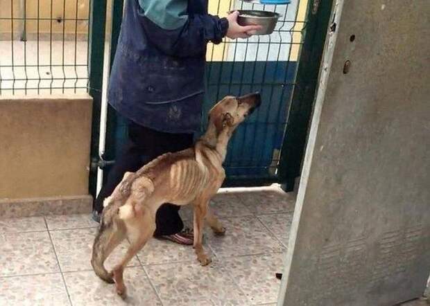 Собака, которой вернули веру в людей Собака, которой вернули веру в людей