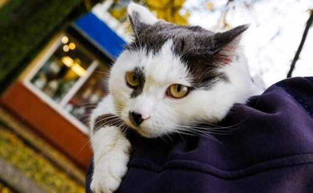 Старику за кота предложили полмиллиона рублей, но он отказался