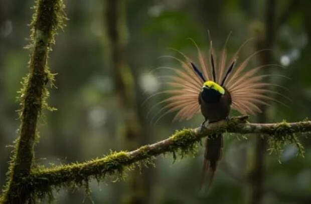 Учёные нашли у райских птиц скрытое свечение, невидимое человеку