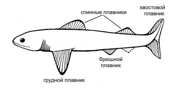 Рис. 2. Реконструкция древней хрящевой рыбы Cladoselache