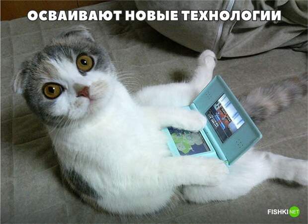 20 фотографий, доказывающих, что кошки медленно превращаются в людей кот, юмор