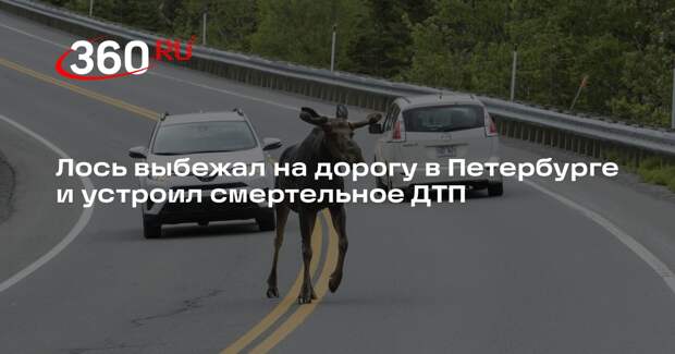 «Известия»: один человек погиб в Петербурге в ДТП с лосем