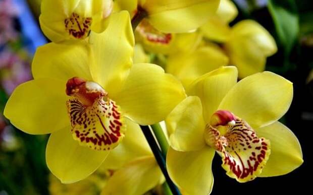 Пересаживают орхидею с цветками желтоватого цвета после того, как корни начинают вылезать из горшка