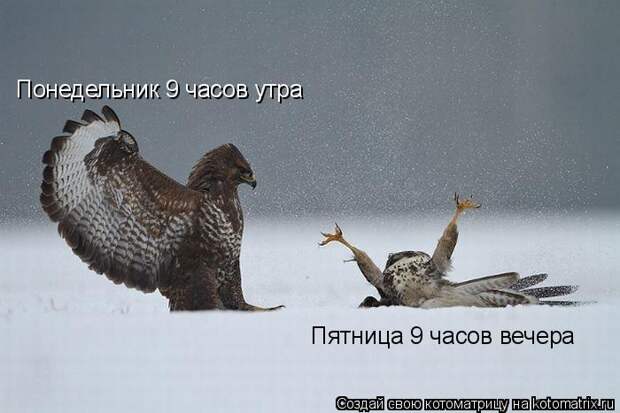 Понедельник 9 часов утра Пятница 9 часов вечера
