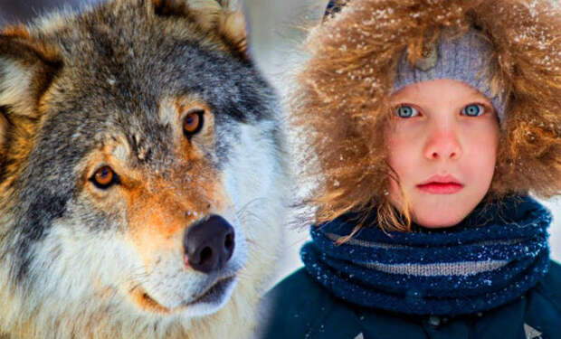 Школьник заблудился в лесу и потерял надежду, когда ему на помощь пришел волк
