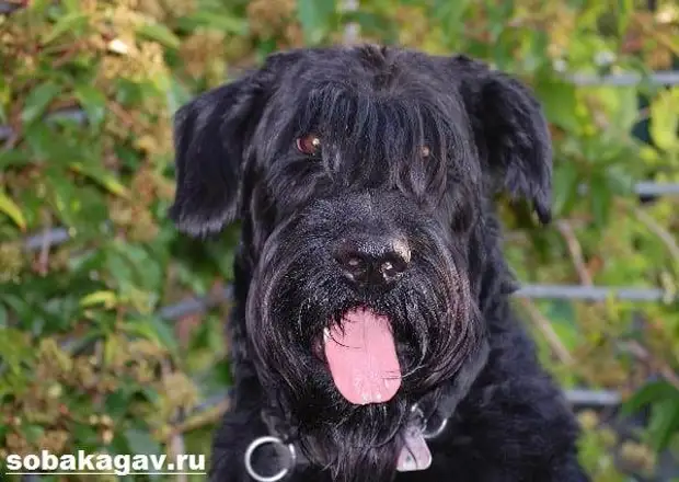 Ризеншнауцер собака. Описание, особенности, уход и цена ризеншнауцера