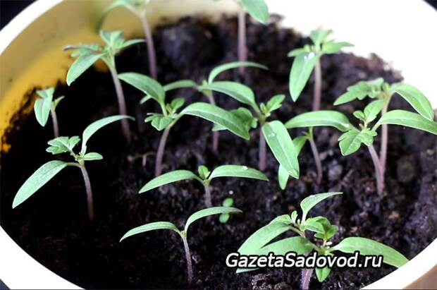 6 правил здоровой и крепкой рассады томатов. Советы опытного садовода