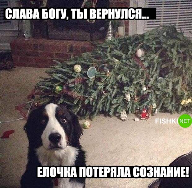34 самых смешных собачьих фото, известных человечеству животные, мемы, собаки, юмор