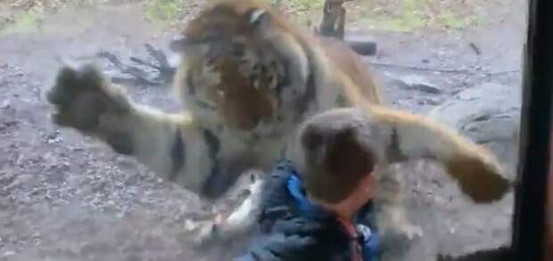 В зоопарке тигр набросился на мальчика
