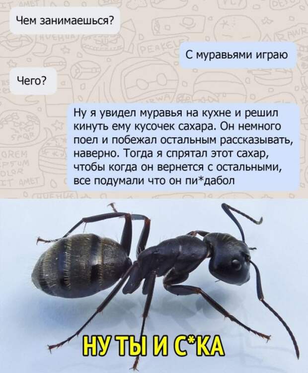 Смешные комментарии из социальных сетей
