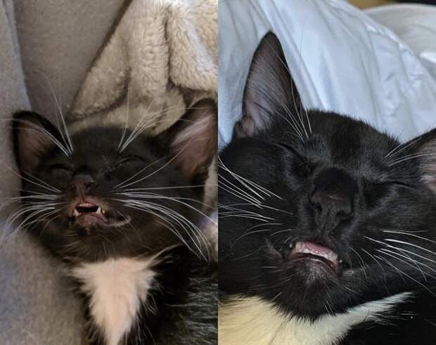 20 фотографий котов, которые решили показать всем свои зубы, но вызвали не страх, а только умиление