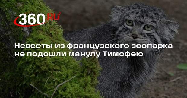 Французский зоопарк Spaycific’Zoo отказал манулу Тимофею из Москвы в самке