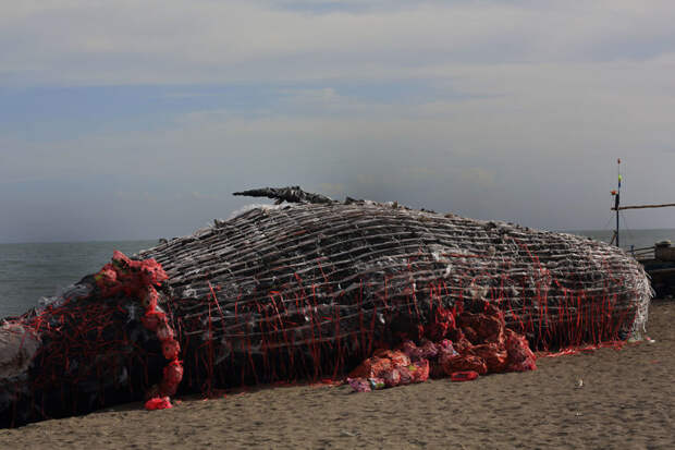 Снимки "мертвого кита" тут же разлетелись по всей планете загрязнений, кит, океан, скульптура, филиппины