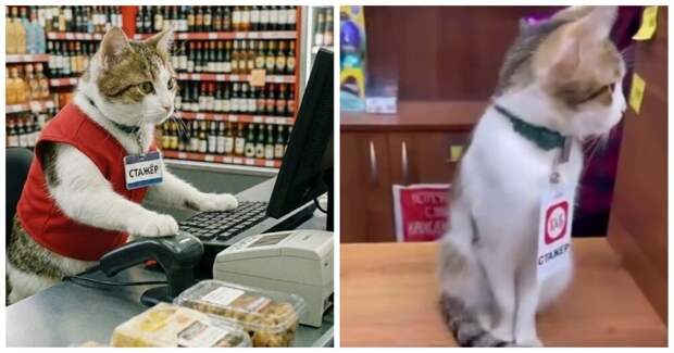 Стеснительный стажер