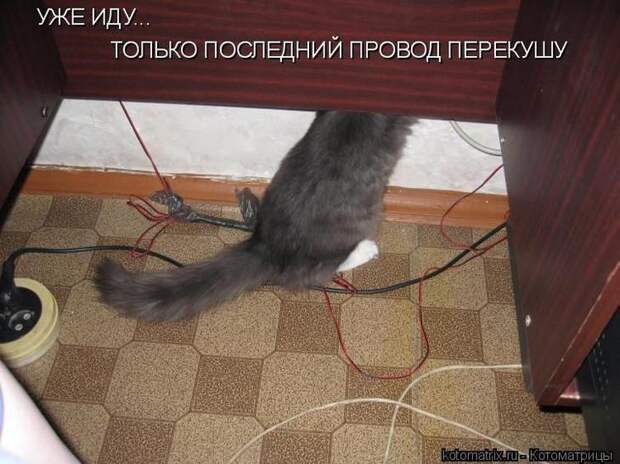 Свежие котоматрицы (86 картинок)
