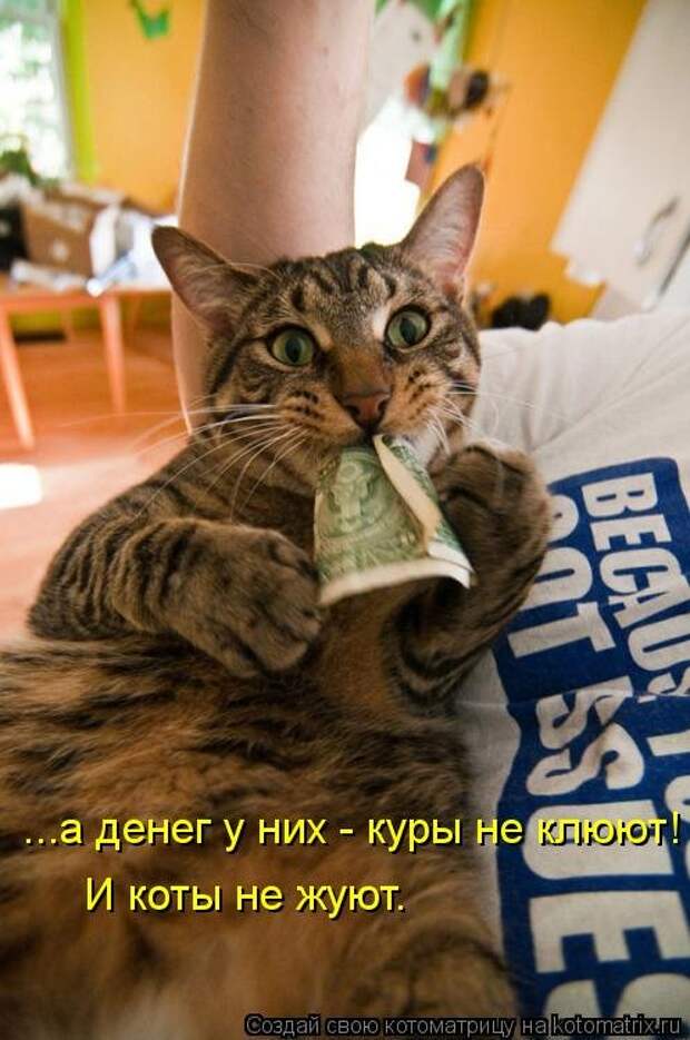 Свежая котоматрица для всех (16 фото)