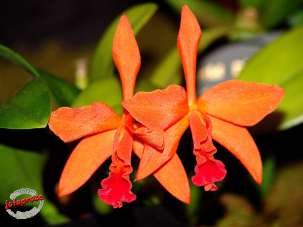 3446970225_06b2cd9c2b_b[1] (700x525, 190Kb)