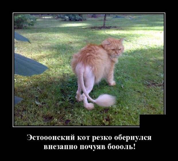 demotivatory-demotivator-smeshnye-demotivatory-demotivator-so-smyslom