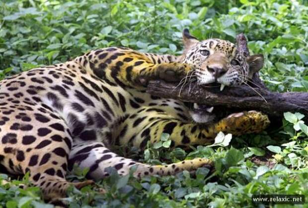 funny_animals_165